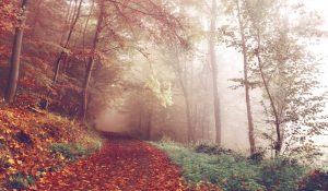 découvrez la beauté et la diversité de la nature à travers ses paysages époustouflants, sa faune fascinante et sa flore unique. explorez des expériences en plein air qui célèbrent l'harmonie entre l'homme et l'environnement.